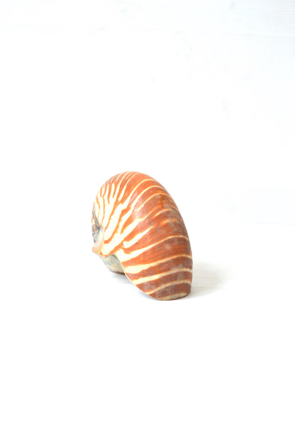Coquillage Nautilus