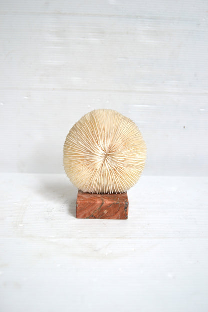 Corail blanc sur socle