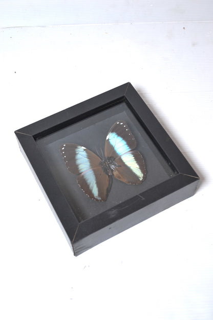 Cadre Papillon Morpho