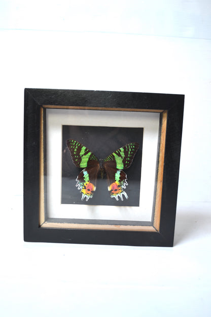 Cadre Papillon Uranie