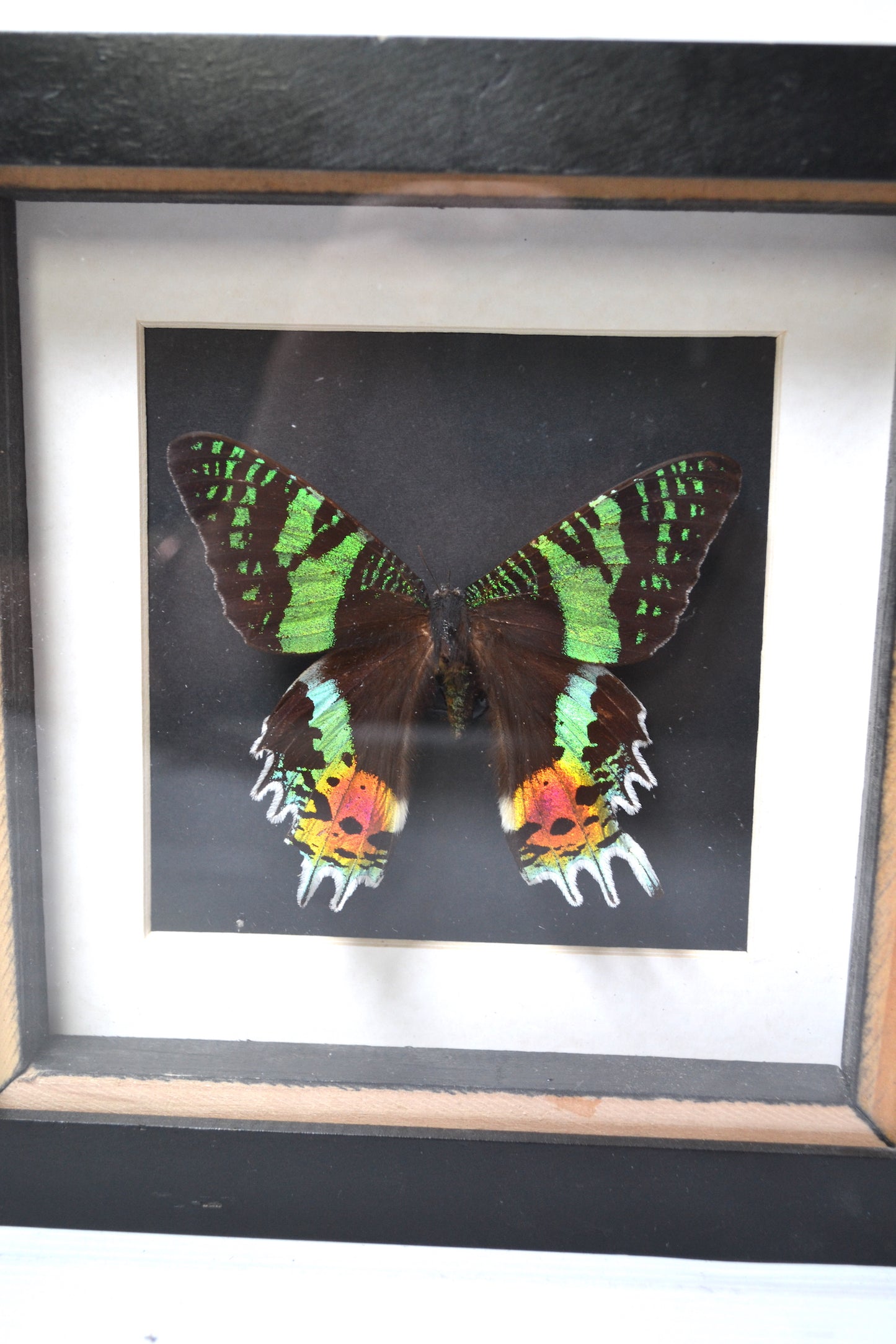 Cadre Papillon Uranie