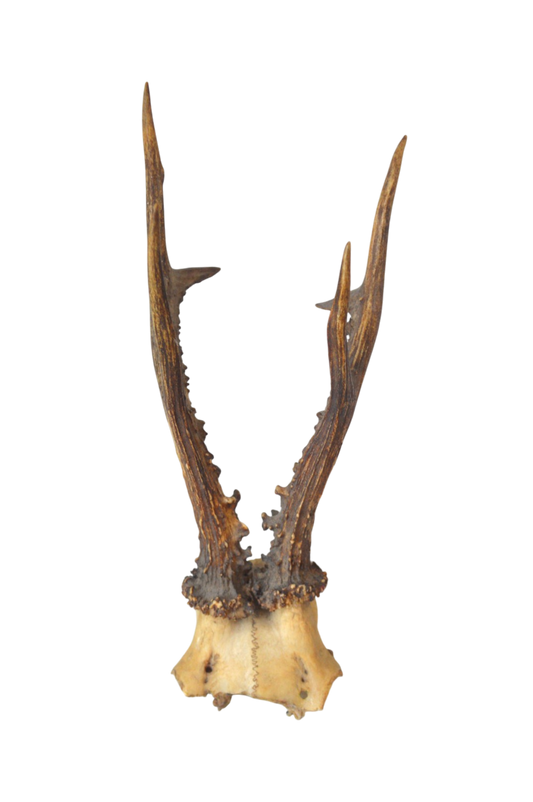 Trophée