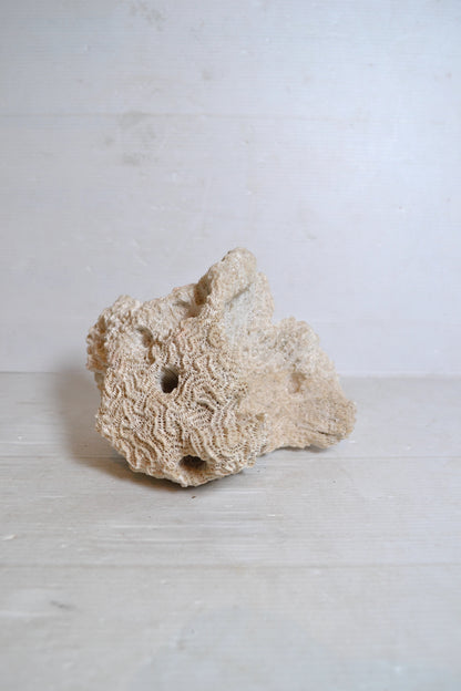 Corail Blanc