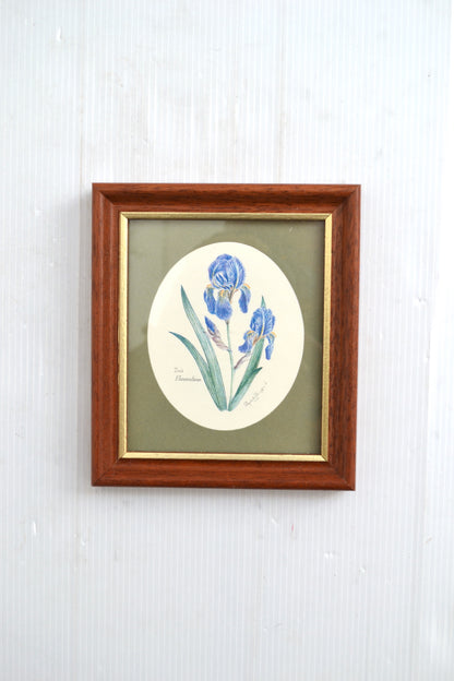 Cadre botanique Iris Florentina