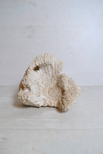 Corail Blanc