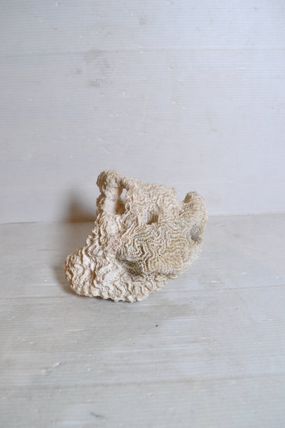 Corail Blanc