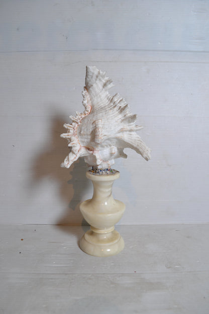 Coquillage sur socle cabinet de curiosités