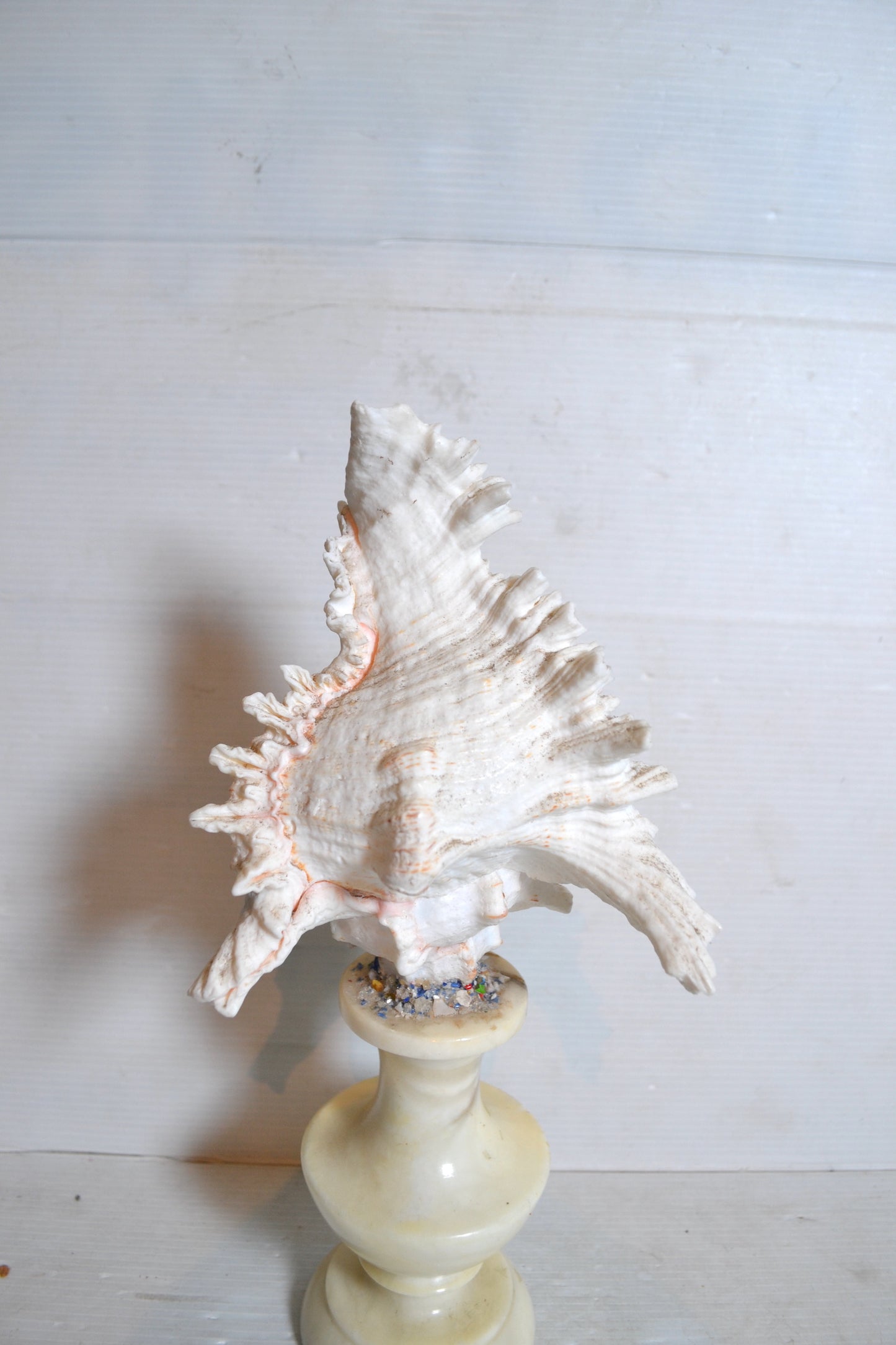 Coquillage sur socle cabinet de curiosités