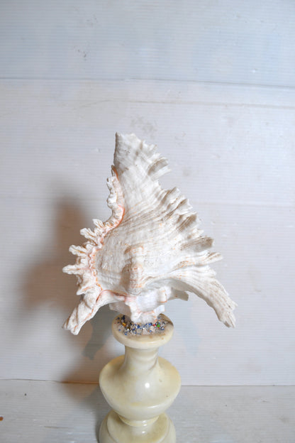 Coquillage sur socle cabinet de curiosités