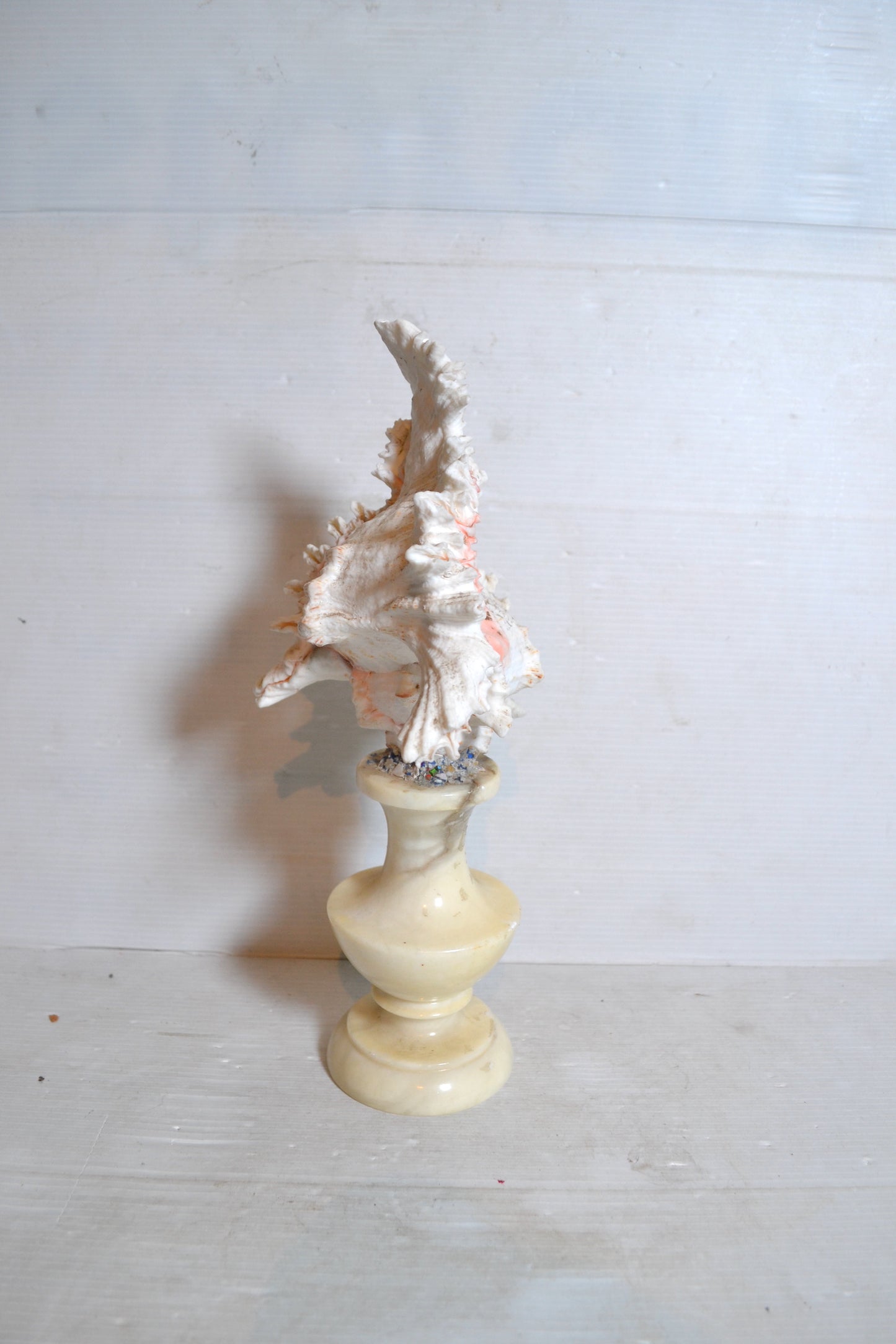 Coquillage sur socle cabinet de curiosités