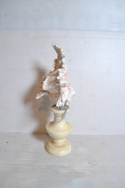 Coquillage sur socle cabinet de curiosités