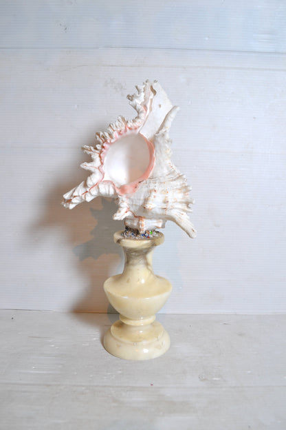 Coquillage sur socle cabinet de curiosités