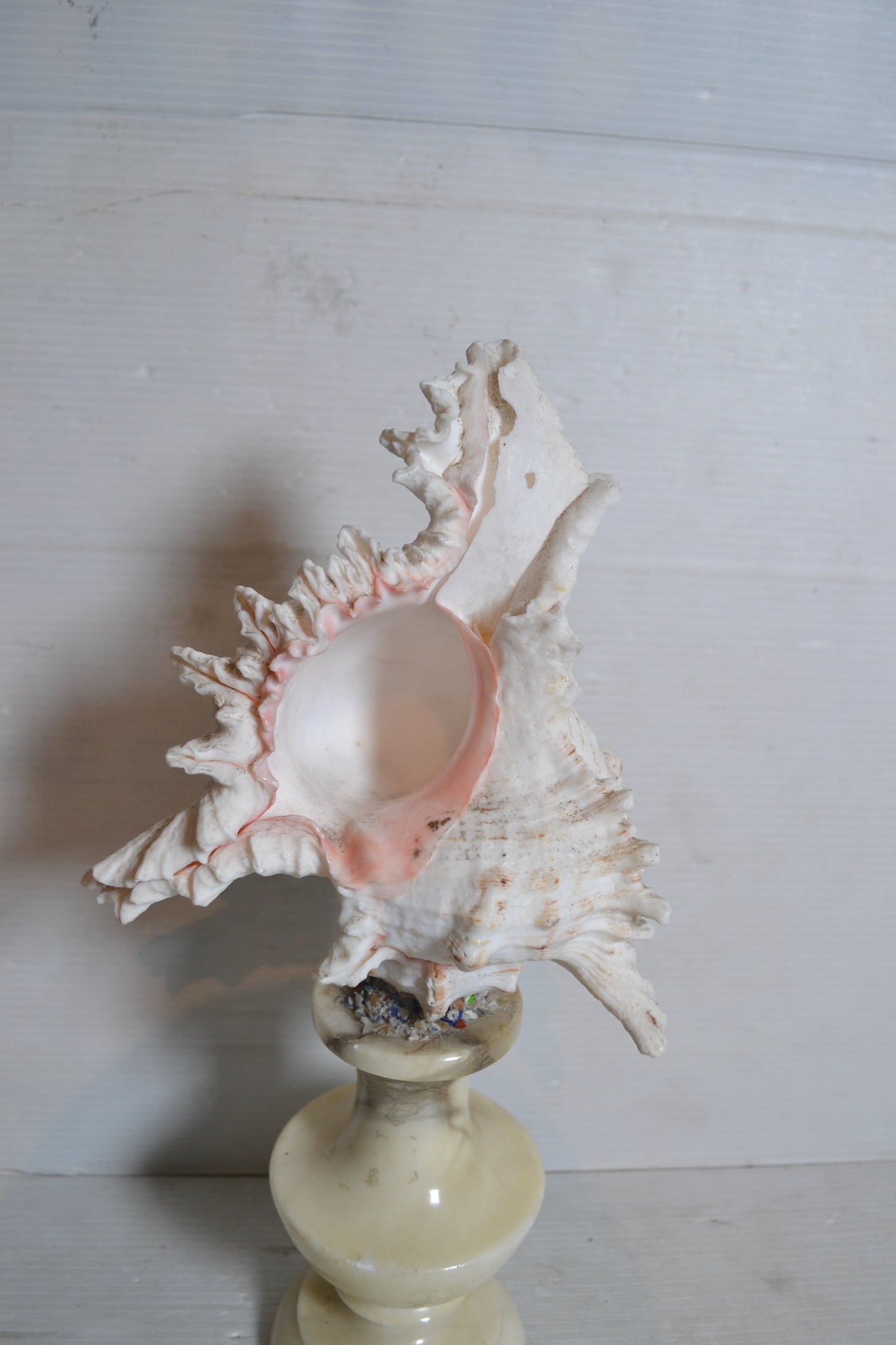 Coquillage sur socle cabinet de curiosités