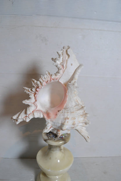 Coquillage sur socle cabinet de curiosités