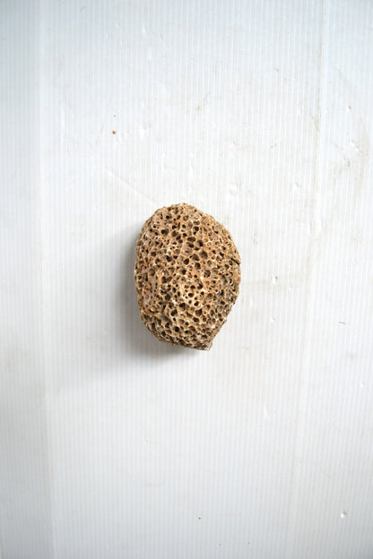 Petit corail boule