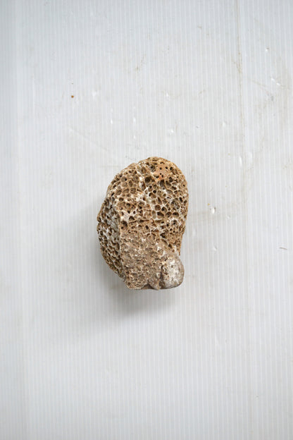 Petit corail boule