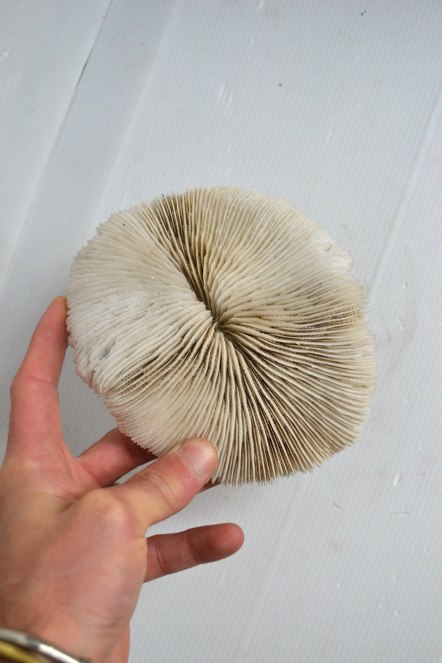 Grand corail blanc