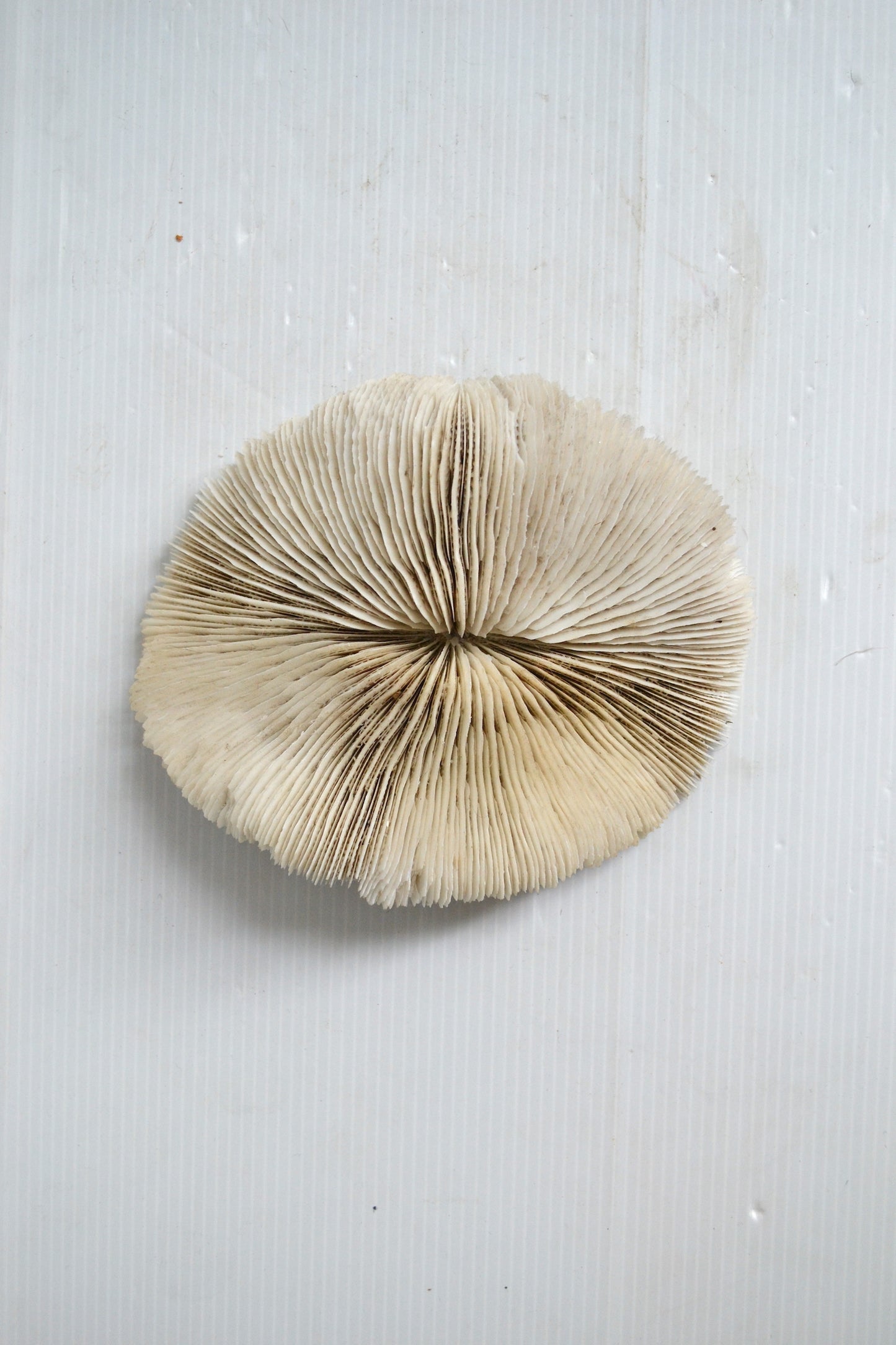 Grand corail blanc