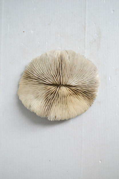 Grand corail blanc