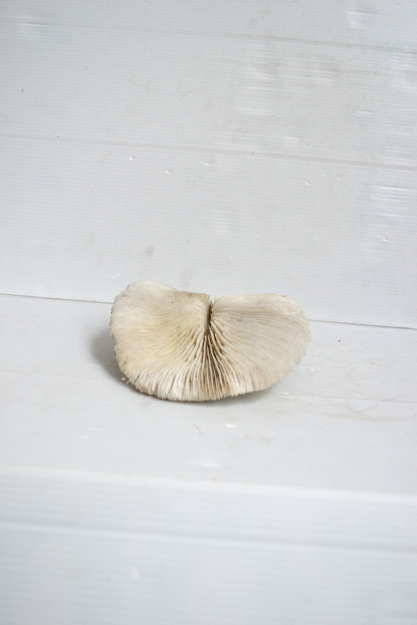 Grand corail blanc