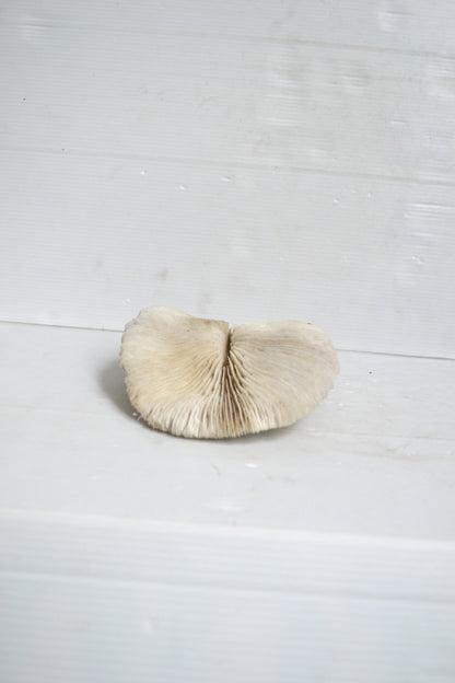 Grand corail blanc