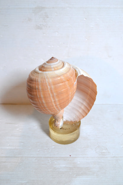 Coquillage sur socle