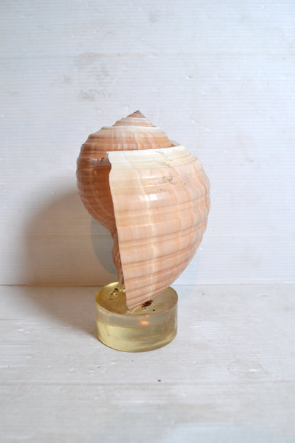 Coquillage sur socle