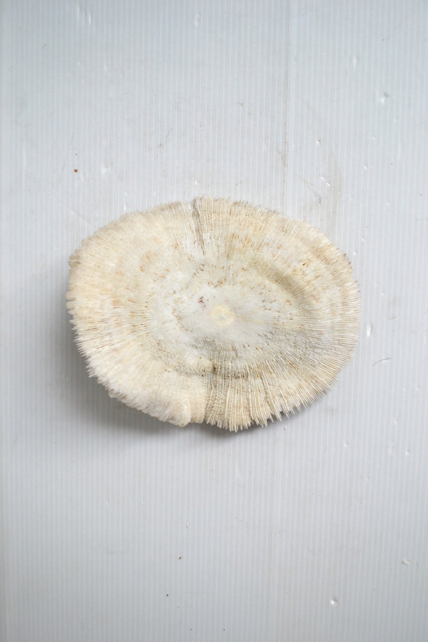 Grand corail blanc