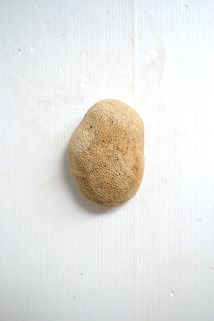 Corail boule