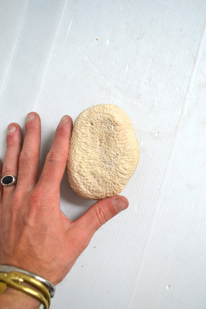 Corail boule