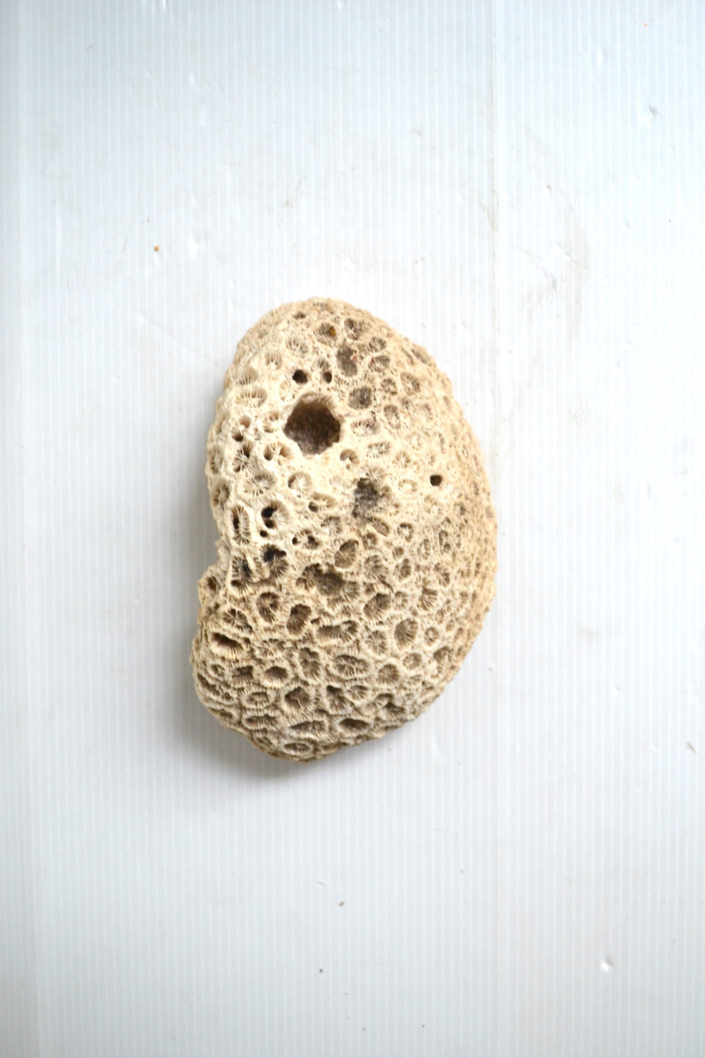 Corail Blanc