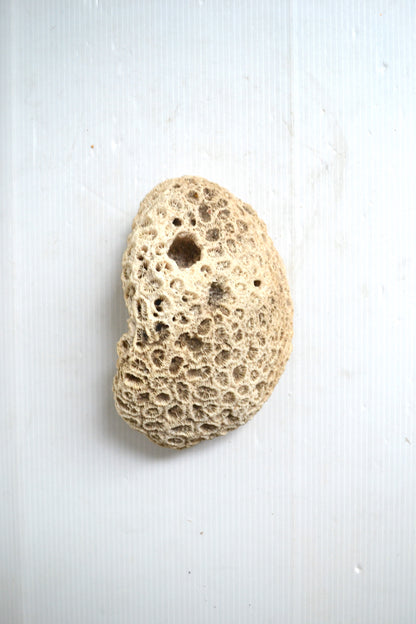 Corail Blanc