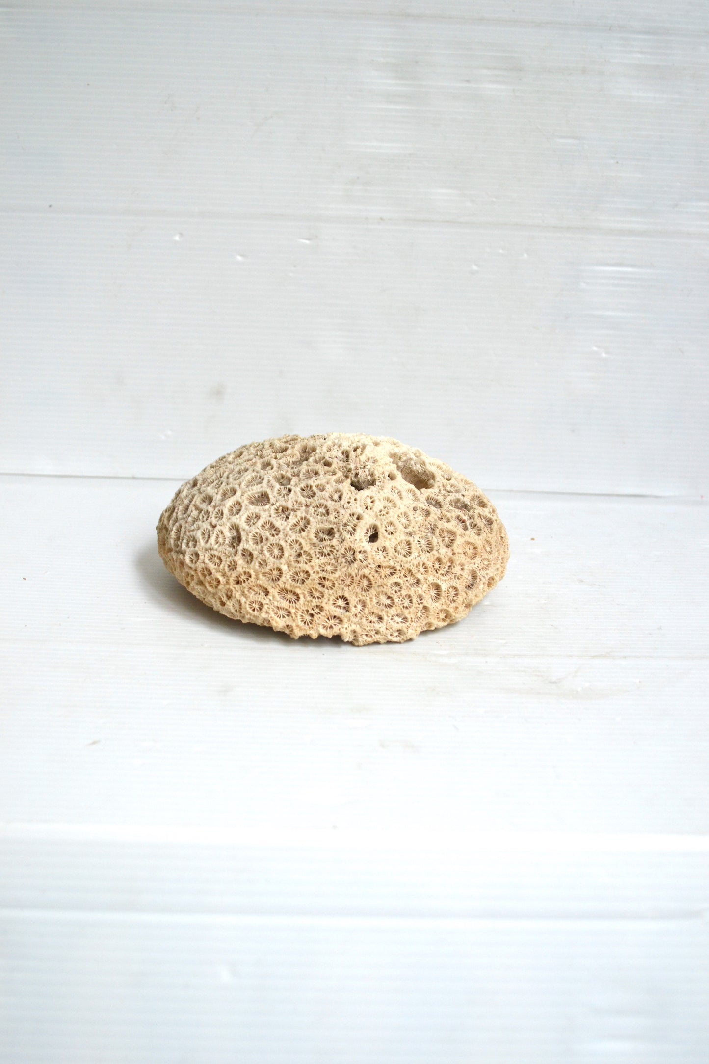 Corail Blanc