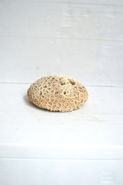 Corail Blanc