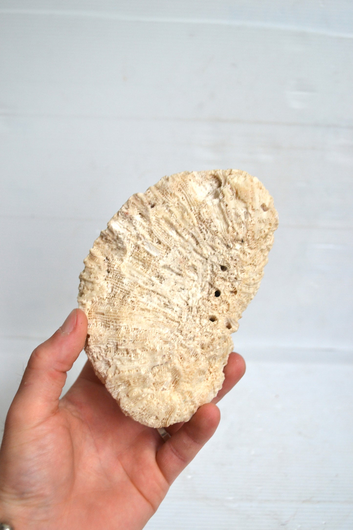 Corail Blanc
