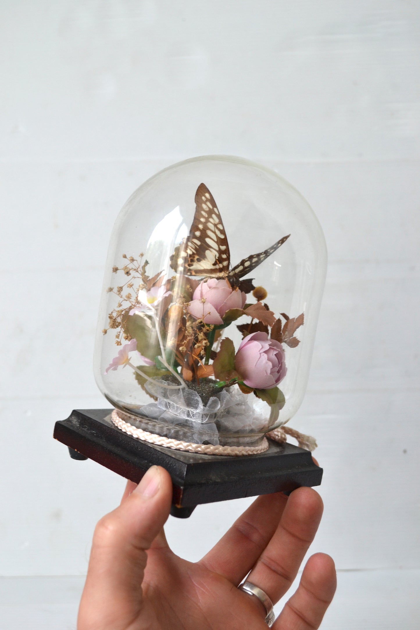 Papillon sous cloche