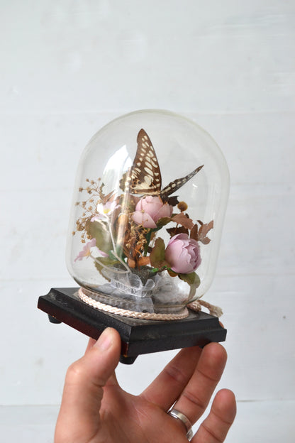 Papillon sous cloche