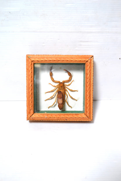 Petit cadre scorpion