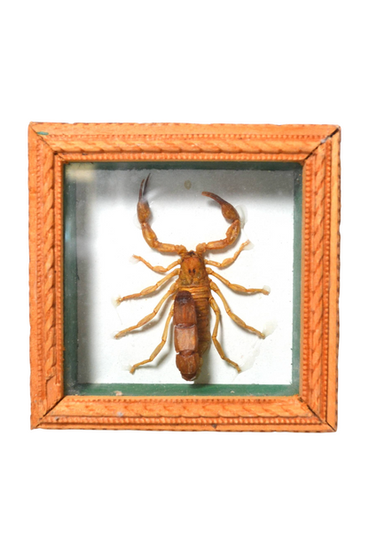 Petit cadre scorpion