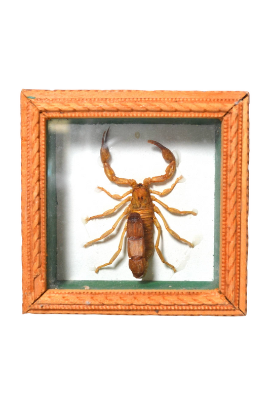 Petit cadre scorpion