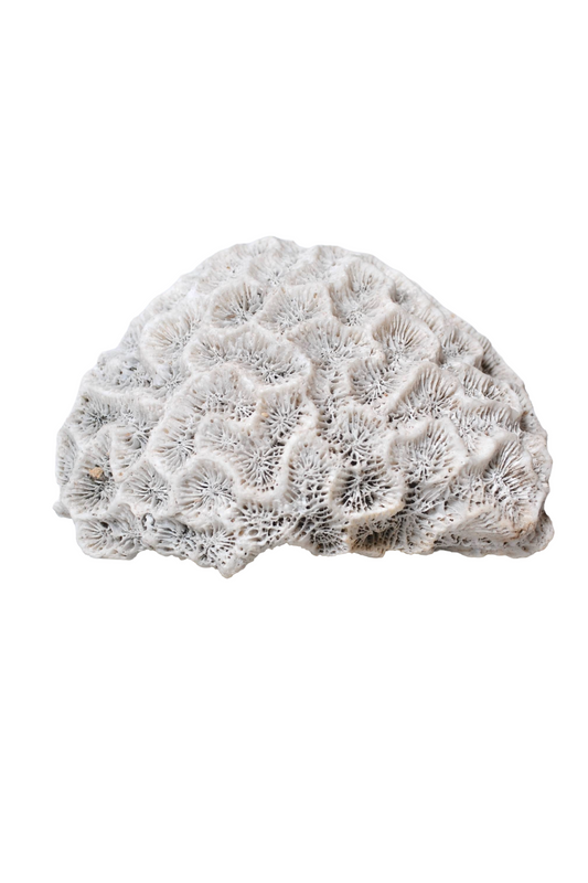 Corail Blanc authentique