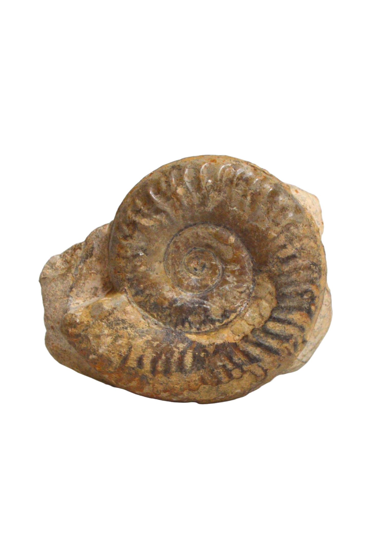 Fossile d'Ammonite