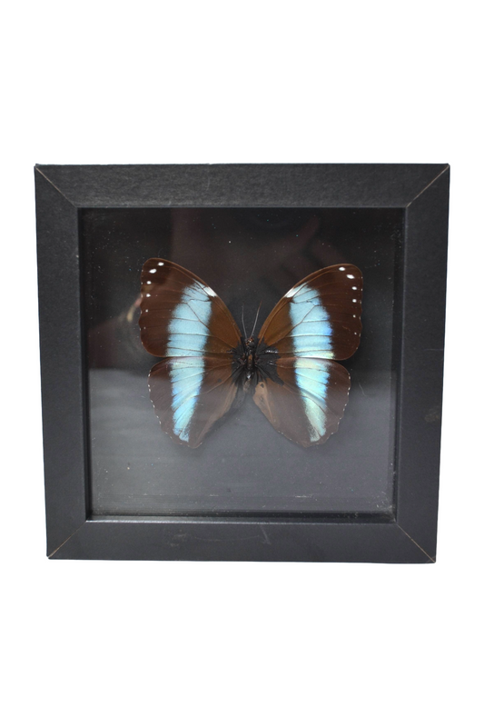 Cadre Papillon Morpho