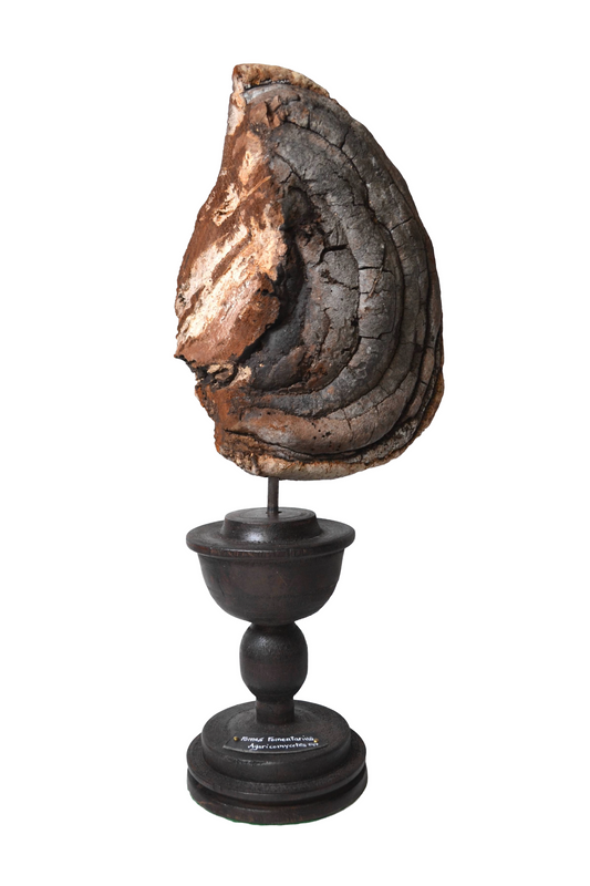Champignon sur socle