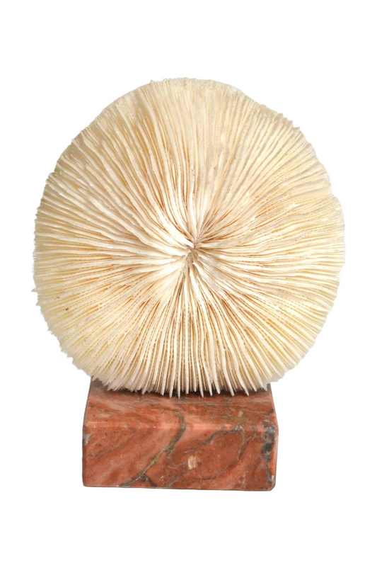Corail blanc sur socle
