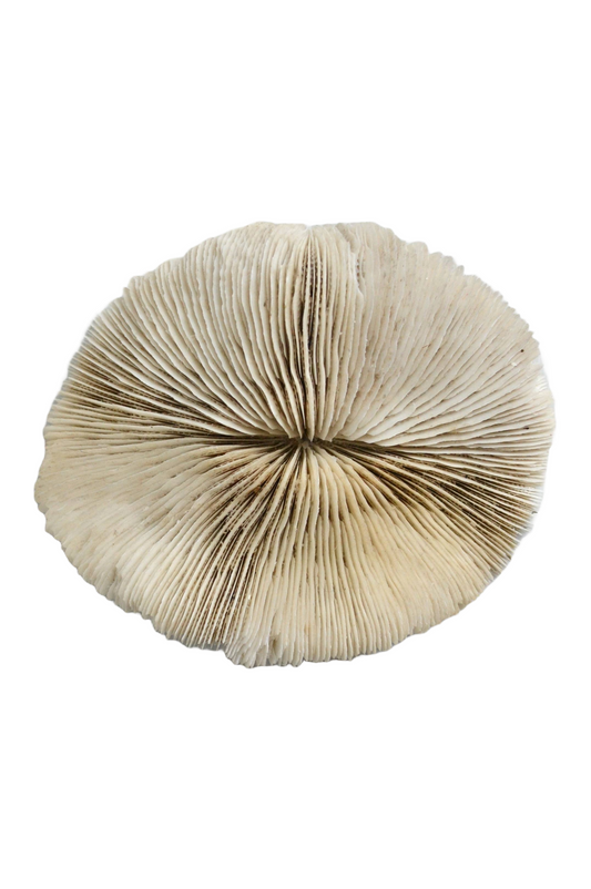Grand corail blanc