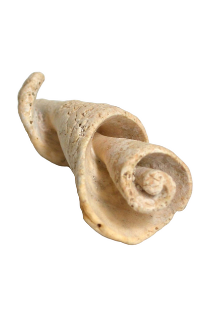 Fossile coquillage