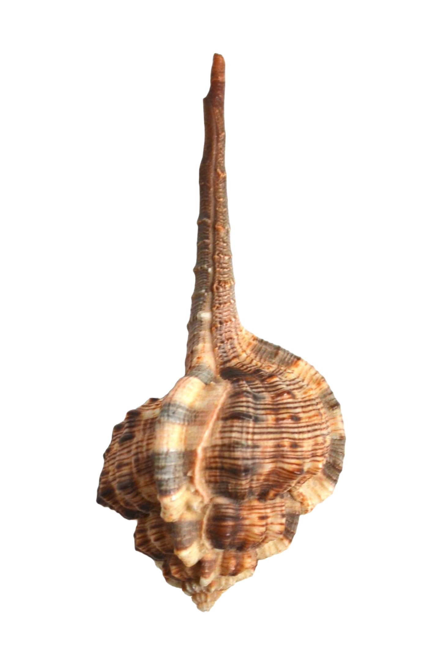 Coquillage Haustellum