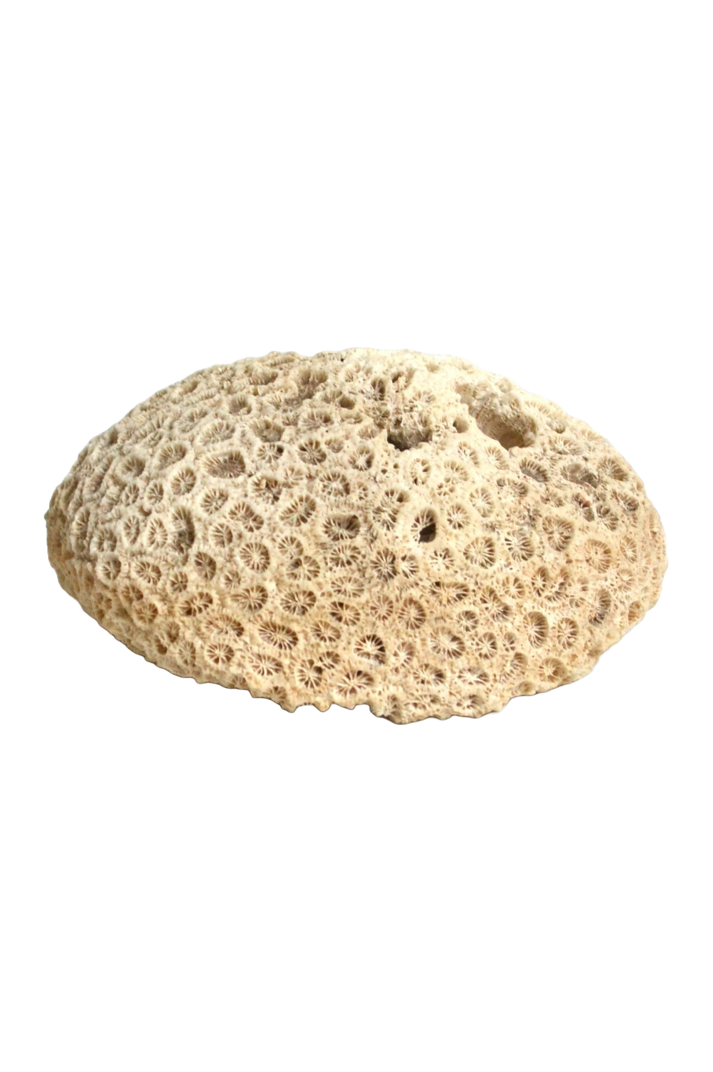 Corail Blanc