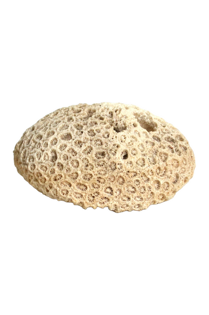 Corail Blanc